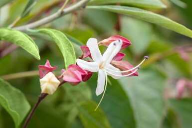 Kansenboom Clerodendrum trichotomum Meerstammig Clerodendrum trichotomum meerstammig