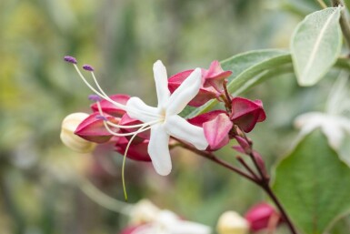 Clerodendrum trichotomum meerstammig 200-250
