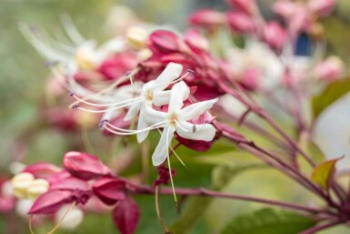 Clerodendrum trichotomum meerstammig 200-250