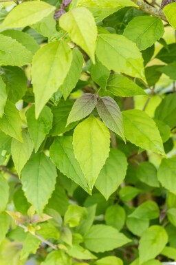 Clerodendrum trichotomum meerstammig 200-250