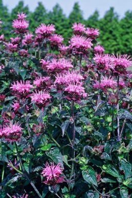 Bergamotplant Monarda 'Beauty of Cobham' 5-10 Pot P9