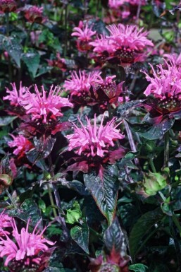 Bergamotplant Monarda 'Beauty of Cobham' 5-10 Pot P9 Monarda 'Beauty of Cobham'