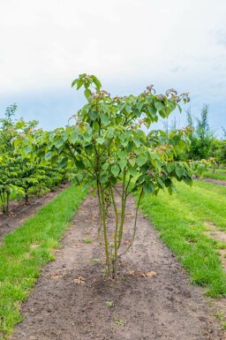 Reuzenkornoelje Cornus controversa Meerstammig Cornus controversa meerstammig