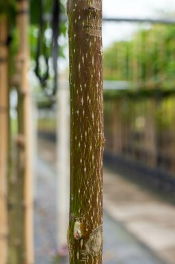 Cornus controversa meerstammig 350-400