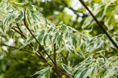 Cornus controversa 'Variegata' meerstammig 200-250