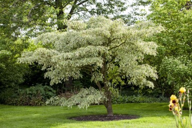 Cornus controversa 'Variegata' meerstammig 200-250