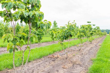 Oost-Amerikaanse kornoelje Cornus florida Meerstammig Cornus florida meerstammig
