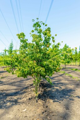 Japanse grootbloemige kornoelje Cornus kousa Meerstammig Cornus kousa meerstammig