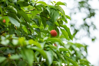 Cornus kousa meerstammig 200-250