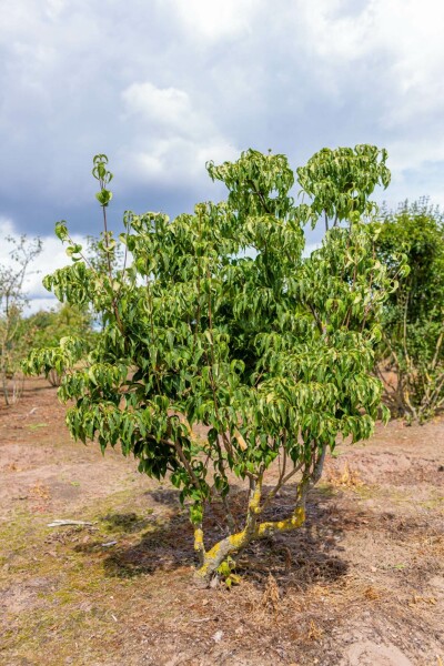 Cornus kousa 'Milky Way' meerstammig 300-350