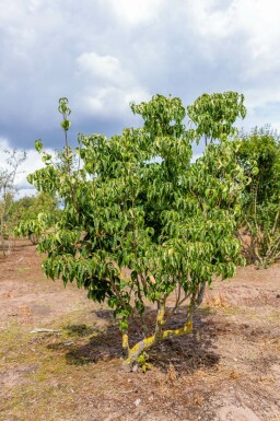 Japanse grootbloemige kornoelje Cornus kousa 'Milky Way' Meerstammig Cornus kousa 'Milky Way' meerstammig