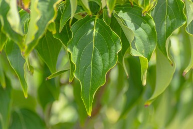 Cornus kousa 'Milky Way' meerstammig