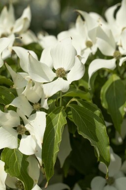 Cornus kousa 'Milky Way' meerstammig 300-350