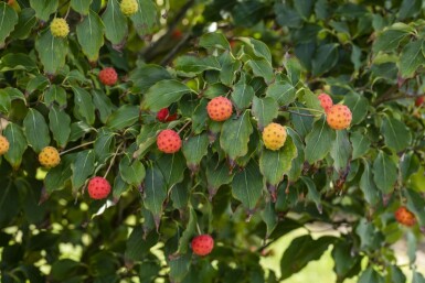 Cornus kousa 'Milky Way' meerstammig 300-350