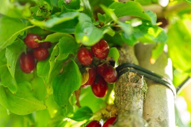 Cornus mas hoogstam 4/6 (spil)