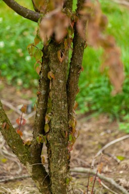 Cornus mas meerstammig 200-250