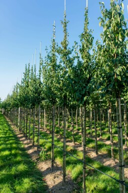 Japanse kornoelje Cornus officinalis Cornus officinalis