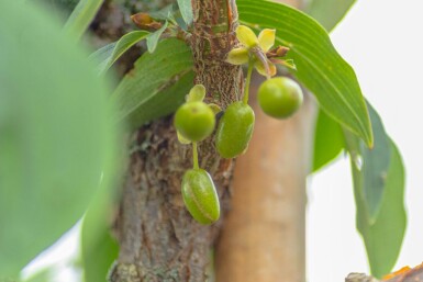 Cornus officinalis meerstammig 200-250