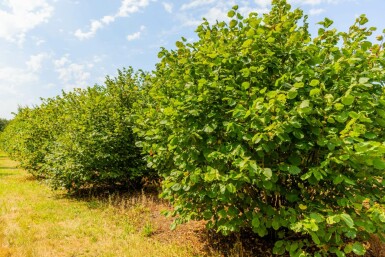 Corylus avellana meerstammig 200-250