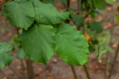 Corylus avellana meerstammig 200-250