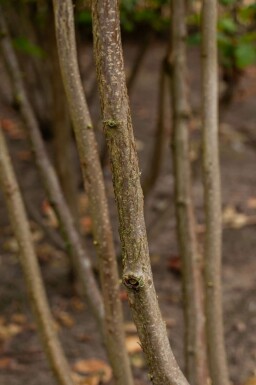 Corylus avellana meerstammig 200-250