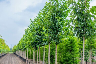 Boomhazelaar Corylus colurna Hoogstam stamomtrek 10-12 P Corylus colurna hoogstam 10/12