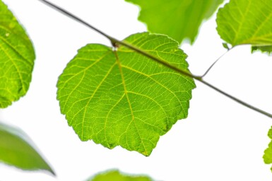 Boomhazelaar Corylus colurna Hoogstam stamomtrek 10-12 P Corylus colurna hoogstam 10/12