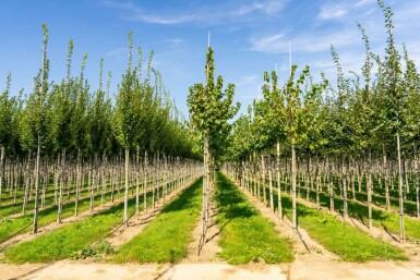 Corylus colurna hoogstam 14/16