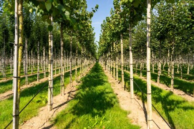 Boomhazelaar Corylus colurna Hoogstam stamomtrek 10-12 P Corylus colurna hoogstam 10/12