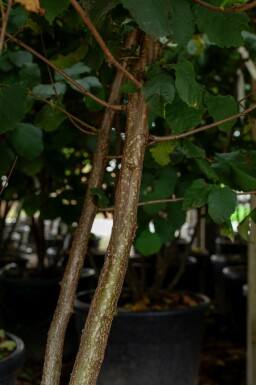 Corylus colurna meerstammig 200-250