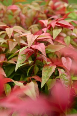 Nandina domestica 'Firepower' C2 20-30
