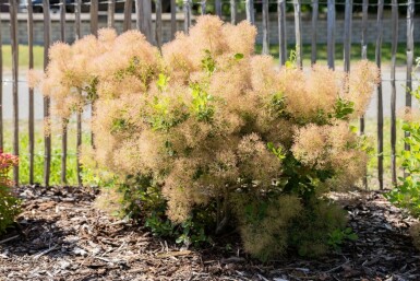 Pruikenboom Cotinus coggygria Cotinus coggygria