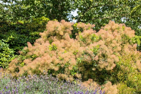 Pruikenboom Cotinus coggygria Meerstammig 200-250 P Cotinus coggygria meerstammig 200-250