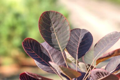 Cotinus coggygria meerstammig
