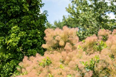 Cotinus coggygria meerstammig 200-250