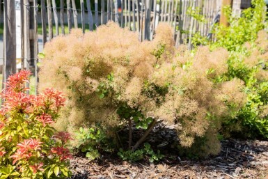 Cotinus coggygria meerstammig 200-250