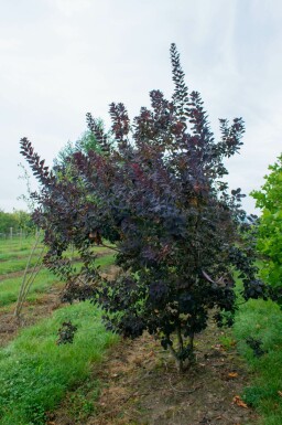 Pruikenboom Cotinus coggygria 'Royal Purple' Cotinus coggygria 'Royal Purple'