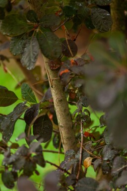 Cotinus coggygria 'Royal Purple' meerstammig 200-250