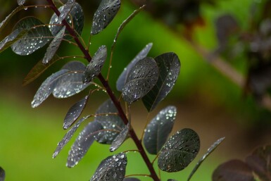 Cotinus coggygria 'Royal Purple' meerstammig 200-250