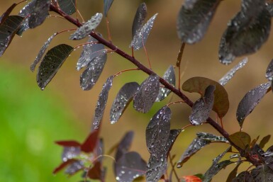 Cotinus coggygria 'Royal Purple' meerstammig 200-250
