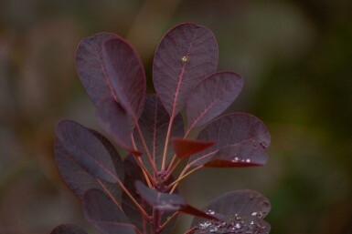 Cotinus coggygria 'Royal Purple' meerstammig 200-250