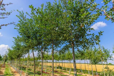 Crataegus crus-galli hoogstam 12/14