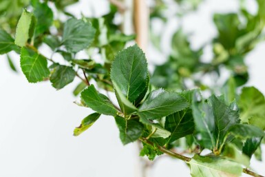 Crataegus crus-galli hoogstam 12/14