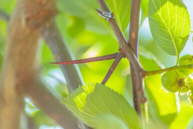 Crataegus crus-galli hoogstam 12/14