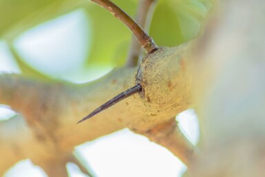 Crataegus crus-galli hoogstam 12/14