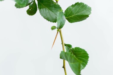 Crataegus crus-galli hoogstam 12/14