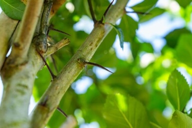 Crataegus crus-galli hoogstam 12/14