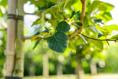 Crataegus crus-galli hoogstam 12/14