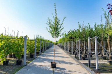 Crataegus laevigata hoogstam 10/12