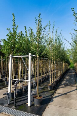 Crataegus laevigata hoogstam 10/12